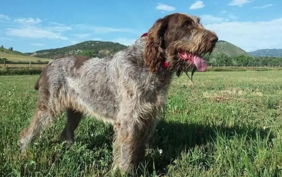 史毕诺犬毛发怎么护理?主要看这些~ 史毕诺犬毛发怎么护理?主要看这些~