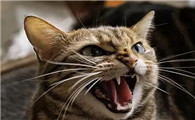 猫咪为什么会咬人啊