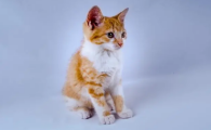 猫咪走丢了会想主人吗