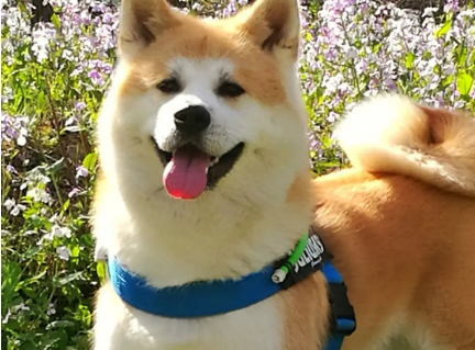 养宠小知识:秋田犬发情后多久生小狗? 养宠小知识:秋田犬发情后多久生小狗?