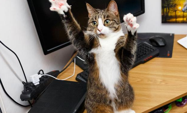 猫咪跳舞是为什么会叫的很大声 猫咪跳舞是为什么会叫的很大声