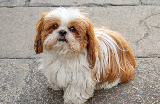 西施犬发烧怎么办?来这里看看吧 西施犬发烧怎么办?来这里看看吧