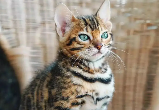豹猫产房怎么做？不妨来这里看看吧