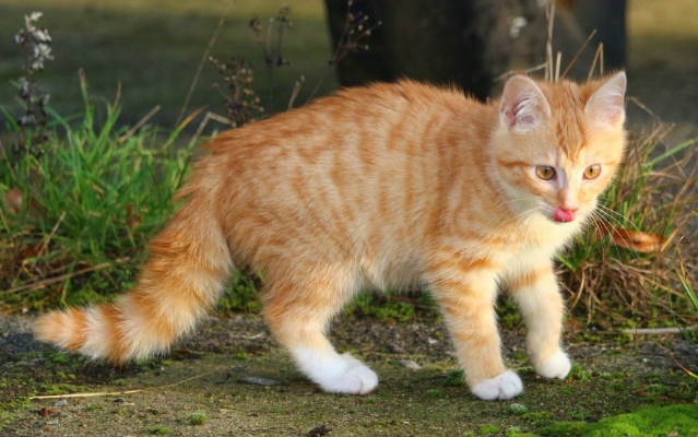 猫在什么情况下会摔死