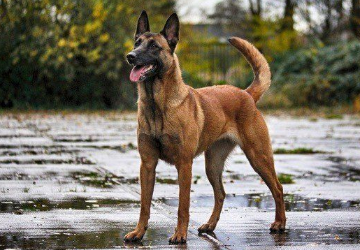 马犬寿命多长?宠主来看看吧 马犬寿命多长?宠主来看看吧