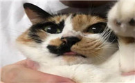 猫咪为什么咬主人鼻子