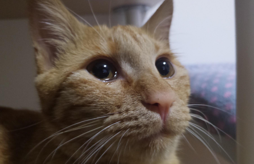 猫咪产前为什么会哭闹