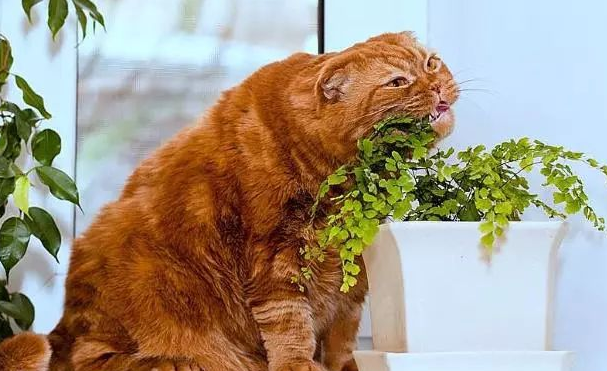 不能和猫一起养的植物 不能和猫一起养的植物