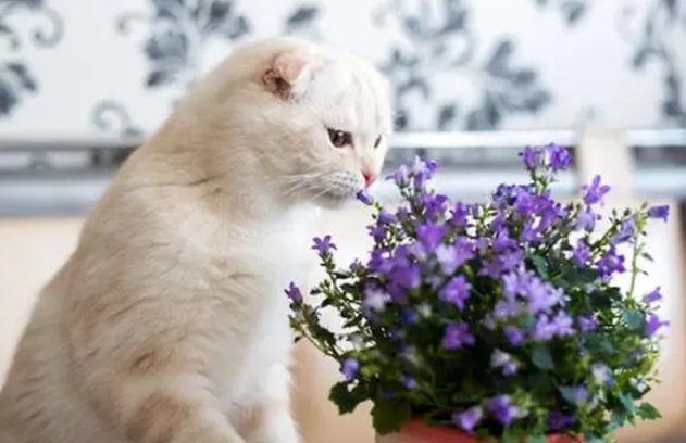 对猫无害的室内植物