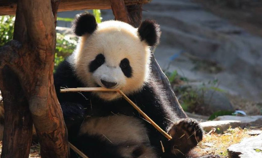 奶妈帮熊猫宝宝反复称了几次体重，它的小眼神透露着“无助”？ 