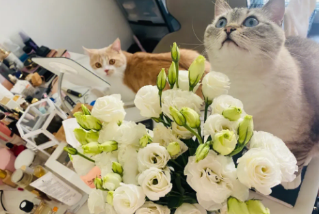 猫咪为什么喜欢吃桔梗花 猫咪为什么喜欢吃桔梗花