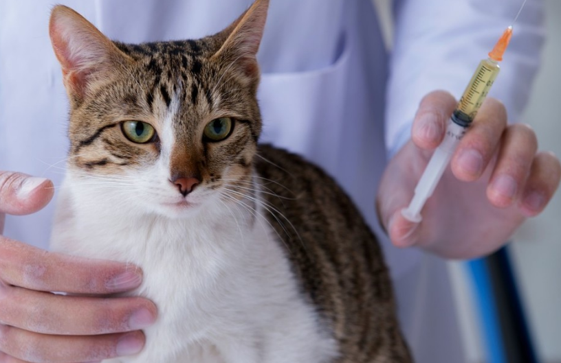 宠物猫一般要打几针