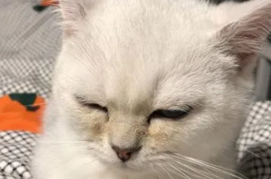 感觉猫睁不开眼睛就像困了一样