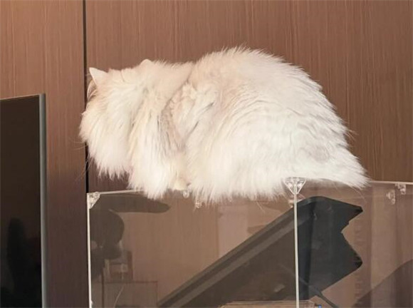 猫为什么爱拱人 猫为什么爱拱人