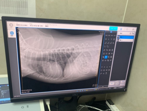 宠物医院拍片价格