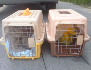 猫咪托运手续怎么办理 猫咪托运手续怎么办理