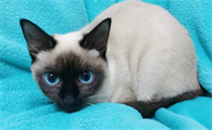 猫咪为什么怕珊瑚绒呢