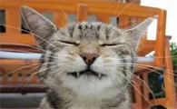 小猫咪真的会笑吗