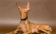 法老王猎犬怎么训练？来这里看看吧