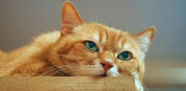 go猫粮:老话说:“猫猫的尾巴不能揪” go猫粮:老话说:“猫猫的尾巴不能揪”