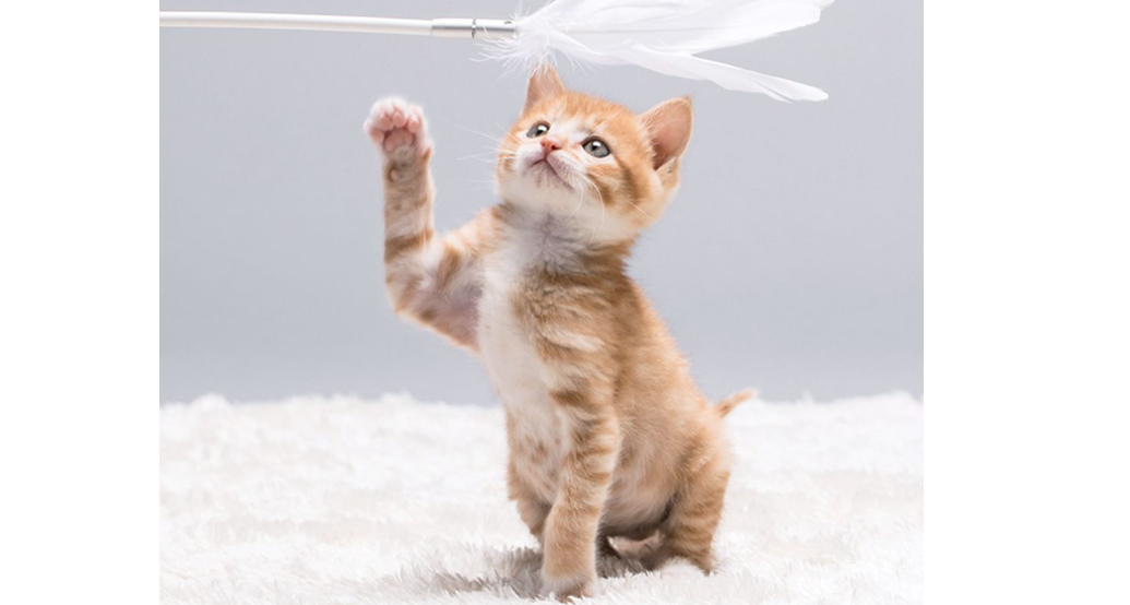 怎么替公猫手动解决
