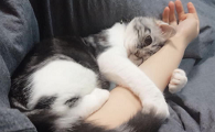 猫会主动求抱抱吗