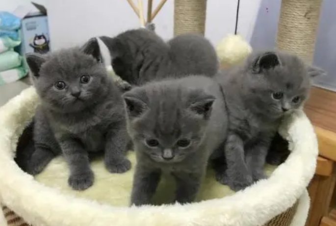 喜欢养猫的男生花心吗