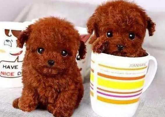 茶杯犬能吃葡萄吗?说了你别不信 茶杯犬能吃葡萄吗?说了你别不信