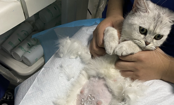 猫咪死胎不会痛什么原因 猫咪死胎不会痛什么原因