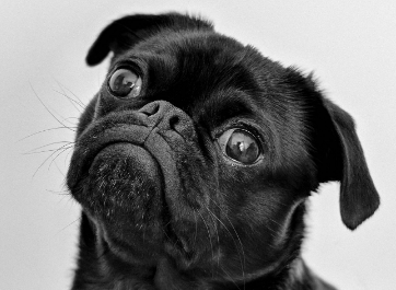 黑色巴哥犬为什么稀少?这里有答案 黑色巴哥犬为什么稀少?这里有答案