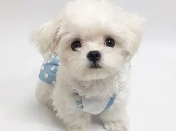 马尔济斯犬造型怎么剪？饲主来看看吧
