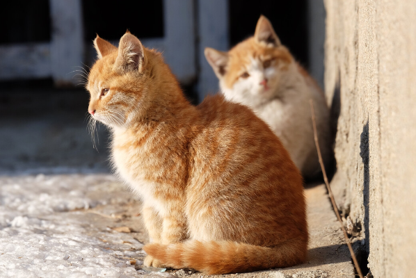 救了流浪猫其实是猫救了你