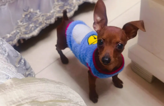 小鹿犬一般几斤？感兴趣的来了解下吧！