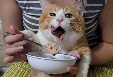 为什么猫咪要人喂饭