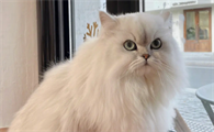 金吉拉和拿破仑猫的区别有哪些?宠主这样养最好
