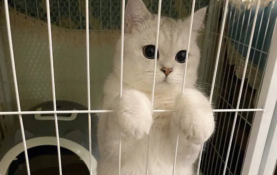 猫咪为什么不喜欢进笼子