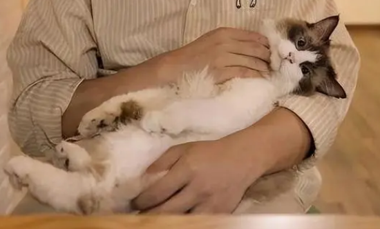 抱猫咪为什么要洗手洗脸 抱猫咪为什么要洗手洗脸
