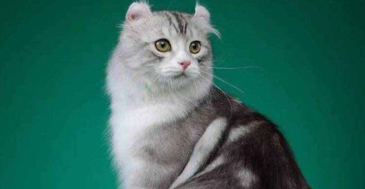 美国卷耳猫是什么猫？你有没有了解过？