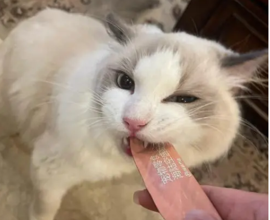 猫条煮熟了人可以吃吗