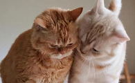 猫咪为什么要在你头上