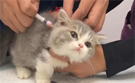 猫咪六个月了打疫苗晚不晚