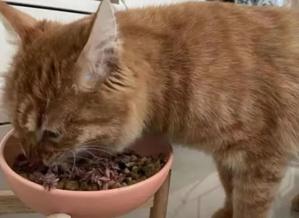 2个月的橘猫吃什么食物比较好