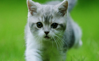 土猫放生了自己能活吗