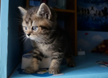 为什么虎斑猫养不胖?主人来看看吧 为什么虎斑猫养不胖?主人来看看吧