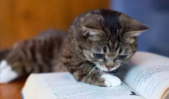 猫咪为什么喜欢褪黑素的原因 猫咪为什么喜欢褪黑素的原因