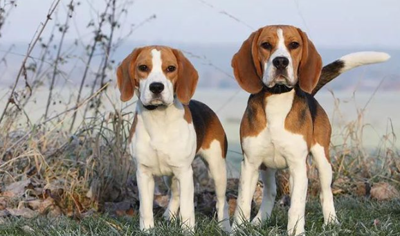 饲养小知识：英国猎狐犬患了尿石症怎么治疗？