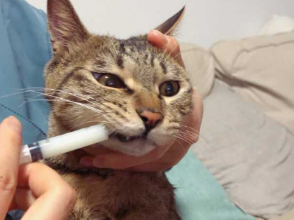清瘟败毒散成分
