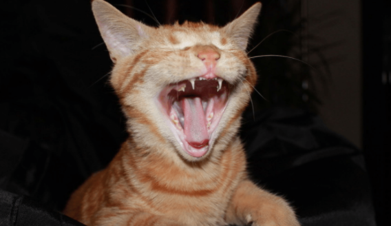 猫咪伸脖子做吞咽动作干呕