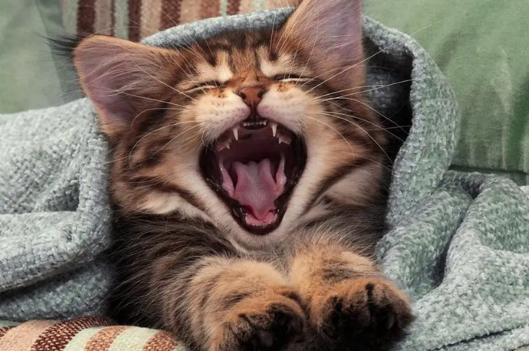 猫咪声音特别高的原因 猫咪声音特别高的原因
