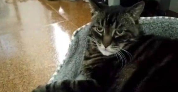 猫:世上有70亿人,我怎么就摊上了这傻子? 猫:世上有70亿人,我怎么就摊上了这傻子?